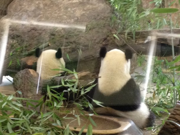 Die Pandas - die Stars des Tiergarten Schönbrunns. 