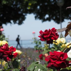 An der Seepromenade in&nbsp;Bregenz